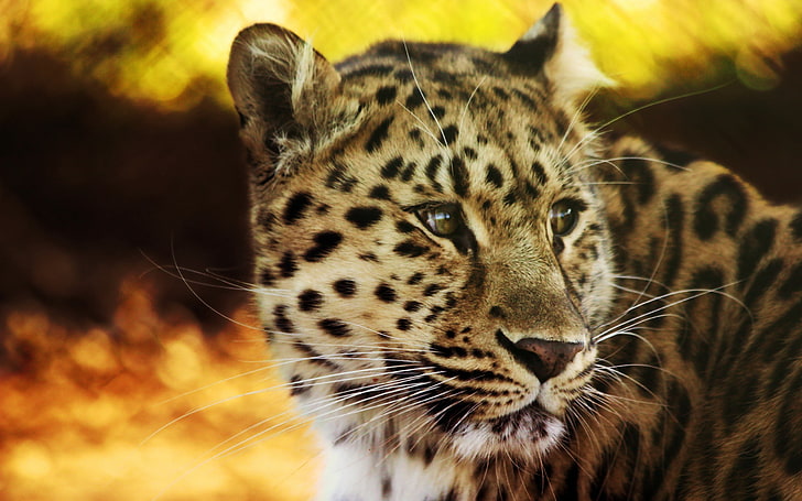 jaguar marrón y negro, leopardo, cara, manchado, gato grande, depredador, Fondo de pantalla HD