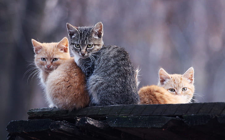 Foto intim kucing oranye dan abu-abu, Foto intim, Foto, Oranye, Abu-abu, Kucing, Wallpaper HD