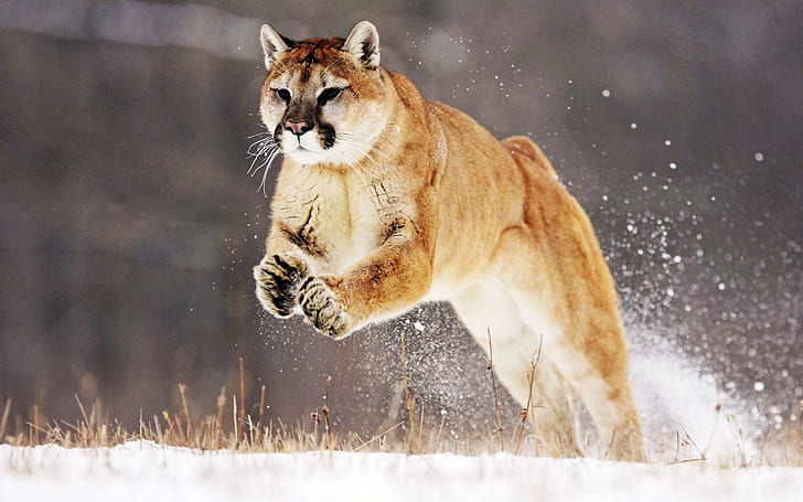 Cougar beautiful snow jump, brown tiger, Cougar, Beautiful, Snow, Jump, HD wallpaper