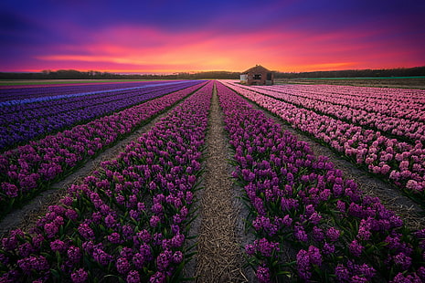 Lavendelfeld, Feld, Sonnenuntergang, Lavendel, HD-Hintergrundbild HD wallpaper
