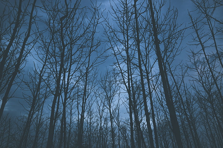 leafless trees, trees, fog, sky, HD wallpaper