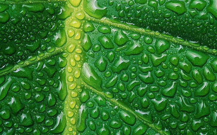 зелен лист, природа, растения, листа, макро, отблизо, капки вода, вени, зелен, HD тапет