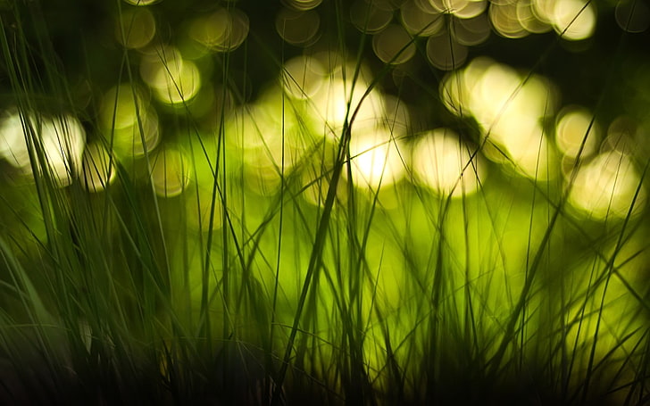 wallpaper rumput hijau, foto fokus rumput hijau, hijau, rumput, makro, kedalaman lapangan, bokeh, Wallpaper HD