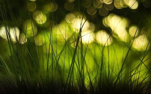fond d'écran d'herbe verte, photo de mise au point d'herbe verte, vert, herbe, macro, profondeur de champ, bokeh, Fond d'écran HD HD wallpaper