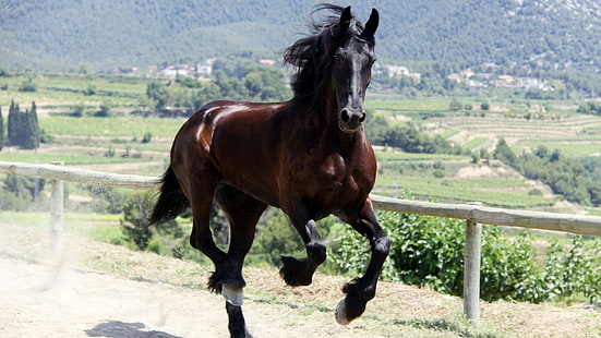 cavalo, cavalo frisão, correr, correndo, HD papel de parede HD wallpaper
