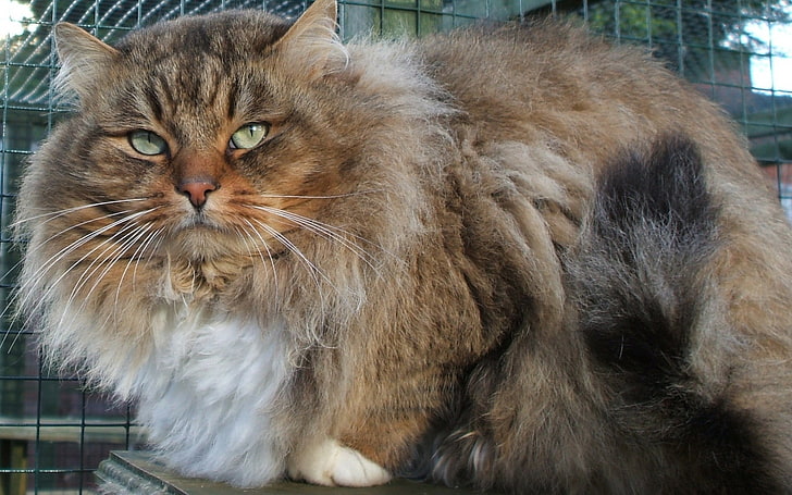 длинношерстная коричнево-серая кошка, кошка, толстая, пушистая, сит, шерсть, HD обои