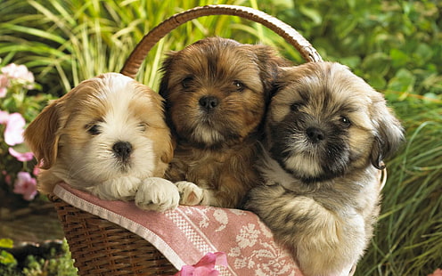 Милые щенки 2, три щенка ши-тцу, милые щенки, милые животные, HD обои HD wallpaper