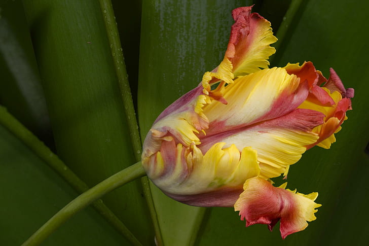 Tulipe fantaisie, printemps, fleur, fantaisie, tulipe, 3d et abstrait, Fond d'écran HD
