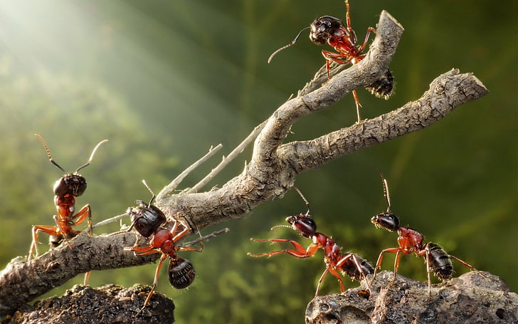 ant, HD wallpaper