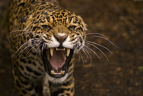 gigi, kucing, wajah, marah, marah, jaguar, rahang, liar, Wallpaper HD HD wallpaper