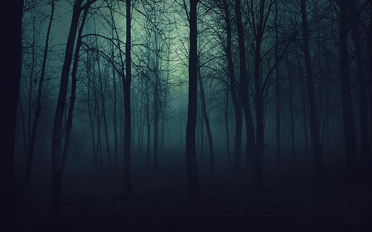 niebla, árboles, bosque, oscuro, Fondo de pantalla HD