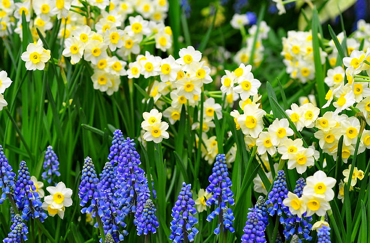 narcisos blancos y amarillos, narcisos, muscari, flores, macizo de flores, verde, primavera, Fondo de pantalla HD