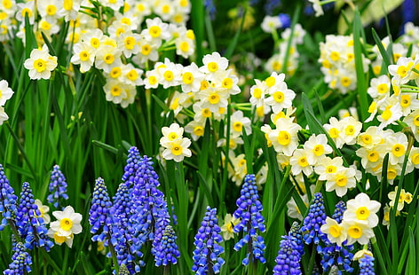 narcisos brancos e amarelos, narcisos, muscari, flores, canteiro de flores, verde, primavera, HD papel de parede HD wallpaper