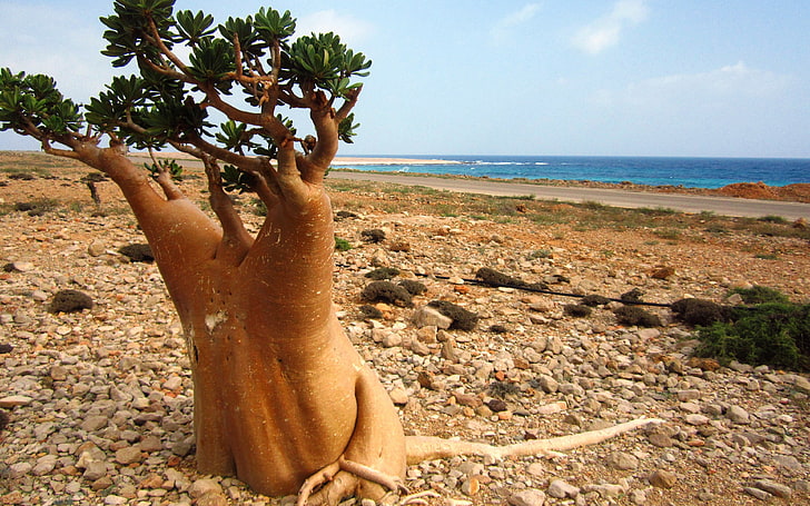 Socotra Island Yemen Arabian Sea Desert Rose Or Bottle Tree Nature Landscape 3840×2400, HD wallpaper