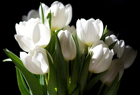 białe tulipany, kwiaty, ciemne tło, bukiet, tulipany, biały, Tapety HD HD wallpaper