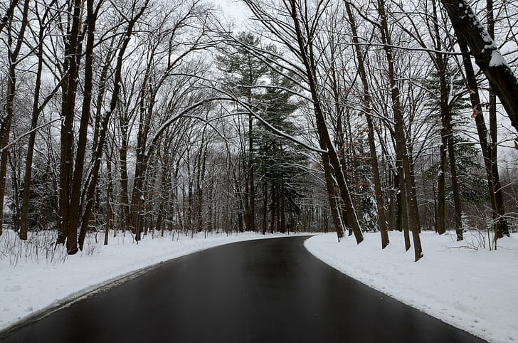 طريق بين الأشجار الخالية من الأوراق خلال الشتاء ، الطريق ، بين الأشجار ، الشتاء ، بوهل ، حديقة المناظر الطبيعية ، الثلج ، الأشجار ، الطبيعة ، الغابة ، البرد - درجة الحرارة ، في الهواء الطلق ، الشارع ، المناظر الطبيعية ، الصقيع ، الموسم ، الطقس ، الجليد ، المجمدة ، المشهد الريفي، خلفية HD