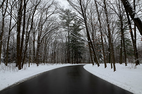 дорога между голыми деревьями зимой, дорога между ними, деревья, зима, буль, ландшафтный парк, снег, дерево, природа, лес, холод - Температура, на улице, улица, пейзаж, мороз, сезон, погода, лед, замерзший,сельская сцена, HD обои HD wallpaper