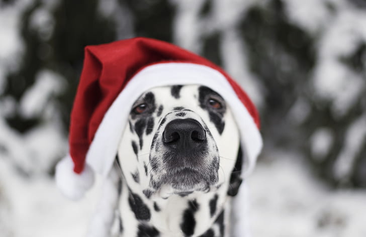 snow, dog, New Year, Christmas, 2018, Merry Christmas, Xmas, funny, cute, decoration, santa hat, symbol 2018, HD wallpaper