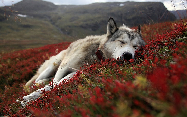 cane bianco a pelo corto, lupo sdraiato su un campo di fiori rossi durante il giorno, cane, fiori, addormentato, paesaggio, natura, Siberian Husky, fiori rossi, animali, occhi chiusi, rosso, piante, Sfondo HD