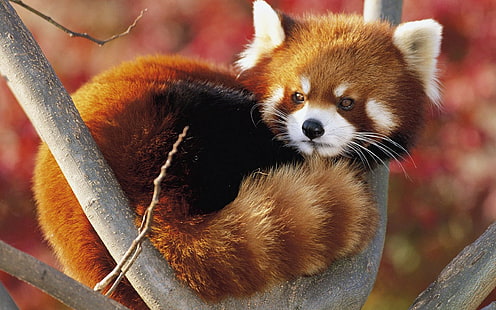 red panda, animals, red panda, HD wallpaper HD wallpaper
