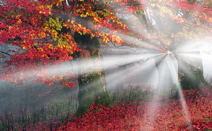 Sunbeams, Mist, Forest, Autumn HD Wallpaper, red-and-green-leafed trees, Seasons, Autumn, Nature, Beautiful, Landscape, Scenery, Trees, Light, Rays, Leaves, Morning, Scene, Forest, Mist, Colors, Reddish, Bright, Woods, Season, Fall, Misty, foliage, beams, Sunbeams, Picturesque, HD wallpaper