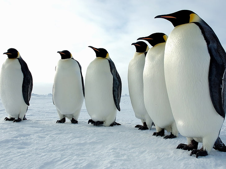 природа, пингвины, лед, снег, банда, HD обои