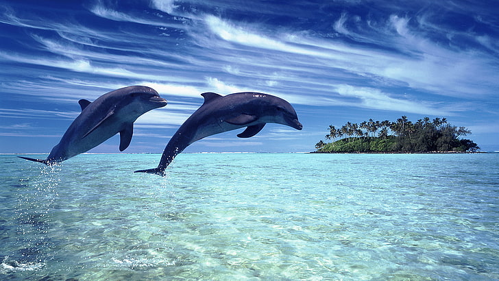 two blue-and-black dolphins, sea, the sky, landscape, nature, dolphins, HD wallpaper