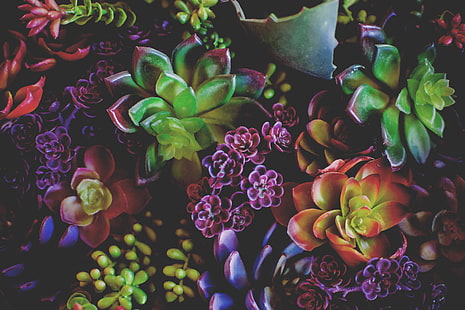 różne sukulenty, kwiaty, rośliny doniczkowe, liście, Tapety HD HD wallpaper