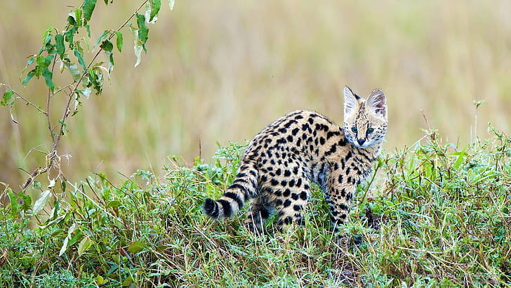 Serval Kitten, Masai Mara Reserve, Kenya, Animals, HD wallpaper