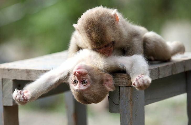 Monos, Mono, Animal, Bebé Animal, Lindo, Jugando, Fondo de pantalla HD |  Wallpaperbetter