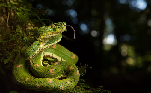 рептилии, змеи, животные, HD обои HD wallpaper