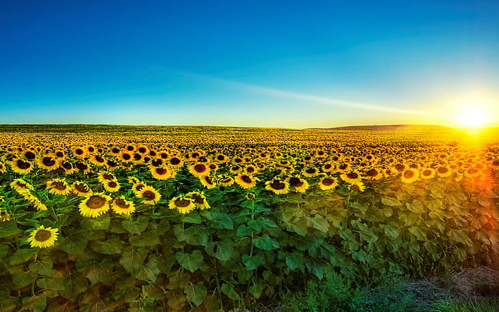 Слънчогледови фонове Изтегляне на цветя Снимки от слънчогледов фон, HD тапет