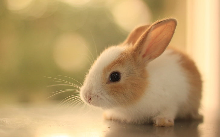 animal, lindo, conejo, Fondo de pantalla HD