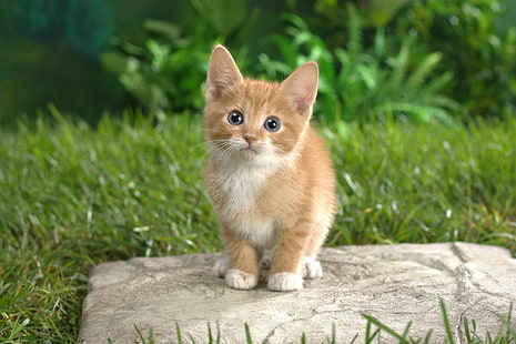 귀여운 고양이, 고양이, 자연, 고양이, 잔디, 동물, 동물, HD 배경 화면 HD wallpaper