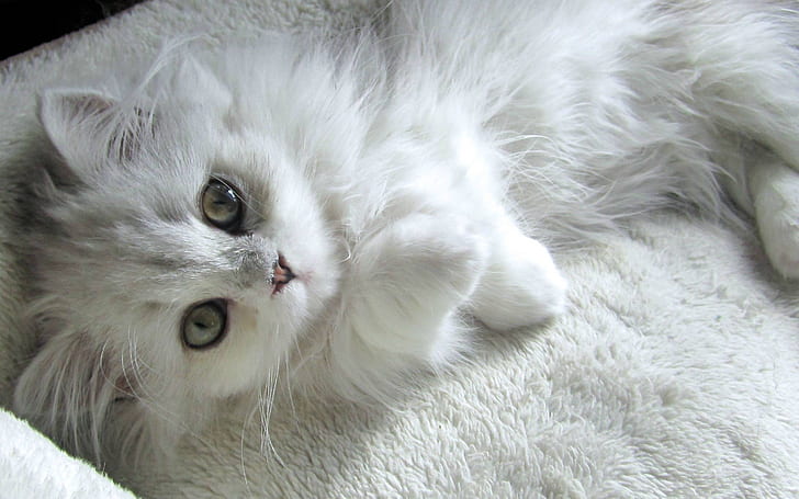 Gattino di angora turco, gatto di angora turco, bianco, piccolo, Sfondo HD