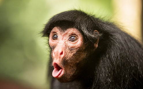 animals, comedy, face, funny, humor, monkey, monkeys, snout, tongue, HD wallpaper HD wallpaper