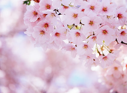 sakura, fleurs, nature, cerise, printemps, pétales, Sakura, floraison, Fond d'écran HD HD wallpaper