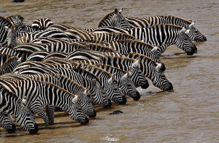 Herd Of Burchell's Zebra Drinking Mara..., group of zebras, Animals, Wild, River, Herd, Kenya, Masai, Mara, Zebra, Drinking, HD wallpaper
