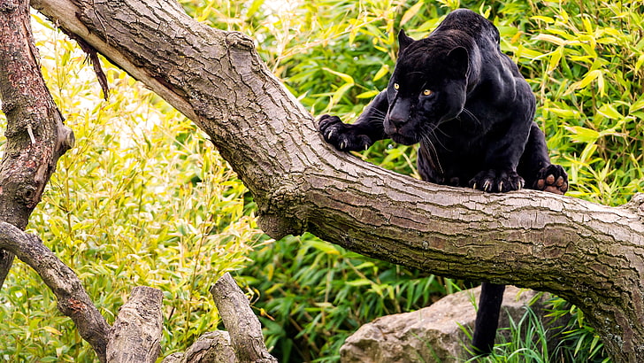 черна пантера, гора, котка, дърво, камък, пантера, черен Ягуар, HD тапет