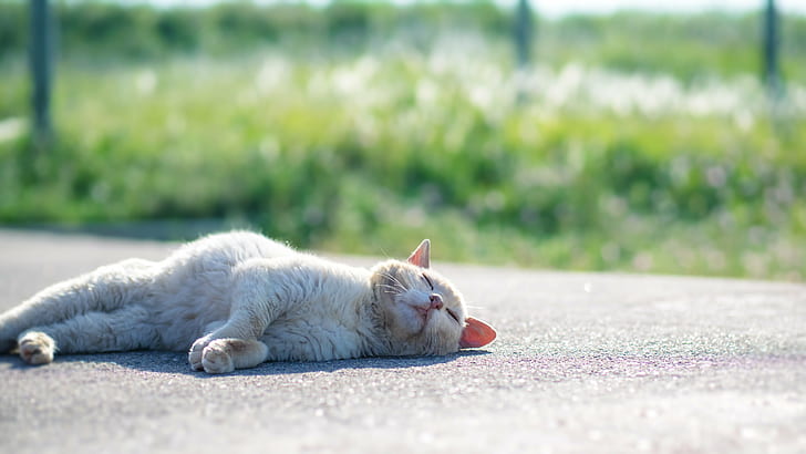 white cat lying on the gray concrete road under the sun light during daytime, wrapped, onigiri, nori, white cat, gray, concrete road, under the sun, sun light, daytime, Olympus, M1, OM, Japan, ネコ, pets, animal, cute, domestic Cat, outdoors, mammal, domestic Animals, nature, HD wallpaper
