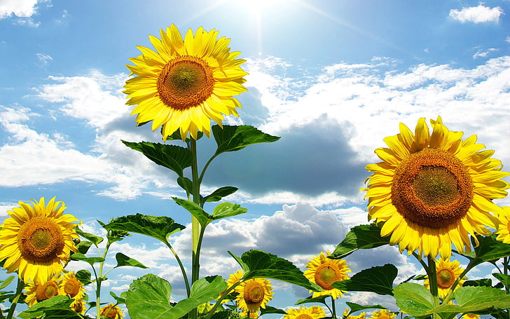 sunflower lot, summer, the sky, the sun, clouds, sunflowers, flowers, nature, HD wallpaper