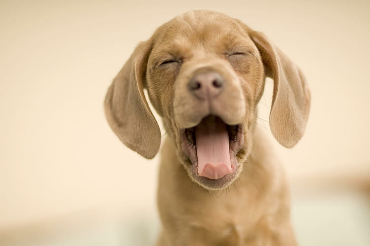 Yawning puppy, puppy, yawning, animals, HD wallpaper