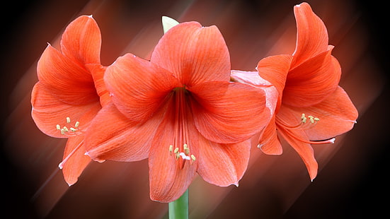 fiori d'arancio petalo, macro, fiori, manipolazione fotografica, gigli, arancio, Sfondo HD HD wallpaper