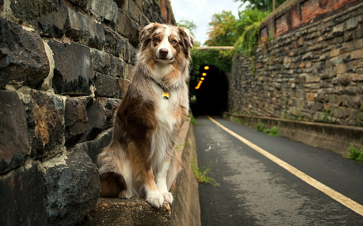 dog, animals, road, tunnel, Australian Shepherd, bricks, stones, HD wallpaper