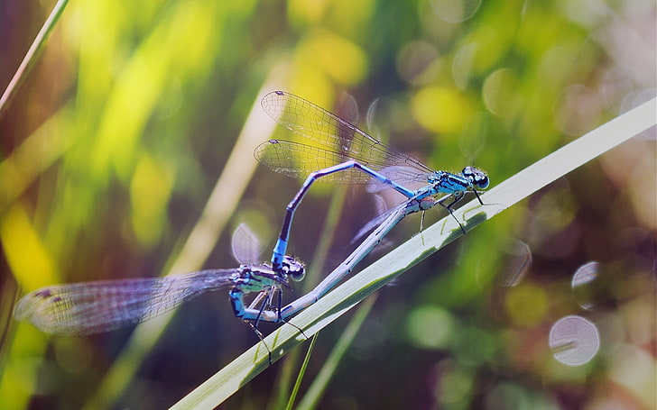 two blue-and-purple dragonflies, dragonflies, insects, grass, HD wallpaper