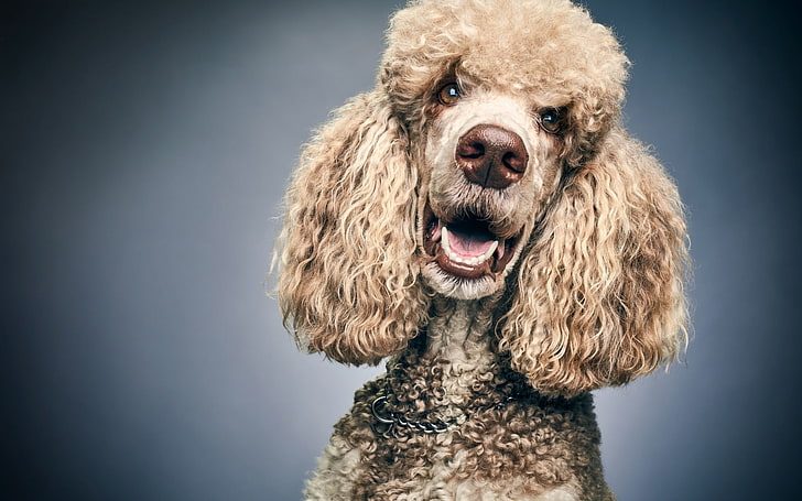 Poodle, caine, face, dog, animal, HD wallpaper