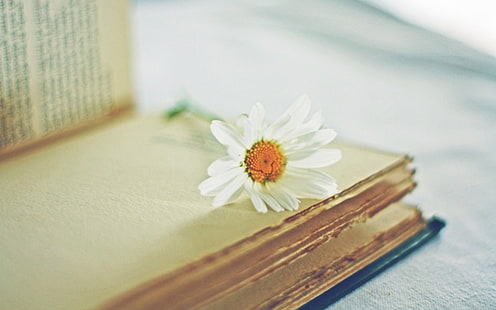 white daisies, daisy, flower, book, page, blurring, HD wallpaper HD wallpaper