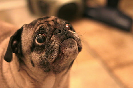 close-up photo of Fawn Pug, close-up, photo, Fawn, Pug  Dog, dog, pets, animal, cute, purebred Dog, canine, pug, puppy, looking, HD wallpaper HD wallpaper
