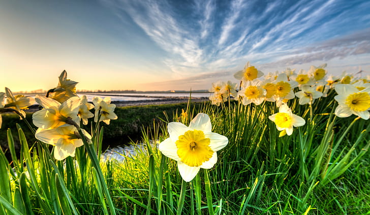photography of white-and-yellow petaled flowers in green field grass, wild daffodils, photography, white, yellow, flowers, green field, grass, 35mm, D750, Dutch, skies, HDR, Holland, Low Countries, Nederland, Nikkor, Nikon D750, Noord-Holland, Netherlands, beautiful, bloemen, bright, colorful, colors, colourful, colours, daffodil, daffodils, daylight, depth of field, evening, flat, flower  flower, flower fields, flowerbed, fullframe, high dynamic range, landscape photography, licht, light, lucht, narcis, narcissus, nature, natuur, outdoor, plant, plat, polder, serene, sky, spring, sunny, sunset, tripod, zon, flower, meadow, summer, springtime, outdoors, field, beauty In Nature, rural Scene, HD wallpaper