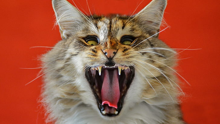 Cat yawn, mouth, fangs, Cat, Yawn, Mouth, Fangs, HD wallpaper